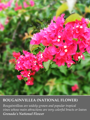 bouganvilla flower